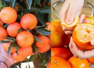 6 καλοί λόγοι για να τρώτε μανταρίνια: Προστατεύουν από ασθένειες που ούτε καν φαντάζεστε
