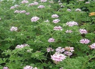 Λουκουμόχορτο ή Μοσχομολόχα – Το θαυματουργό φυτό για την υγεία