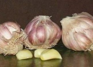 Μεγάλη Προσοχή: 6 λόγοι που πρέπει να σταματήσετε να καταναλώνετε σκόρδο αμέσως