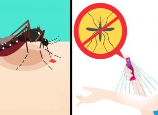 Τέλος τα κουνούπια: Συνταγή για να ησυχάσετε μια για πάντα