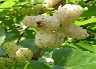 Θεραπεύει από διαβήτη έως όγκους: Το «άγνωστο» superfood που μέχρι τώρα αγνοούσες