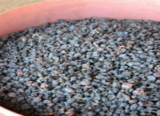 Η ελληνική σούπερ τροφή για αντιγήρανση και μακροζωία