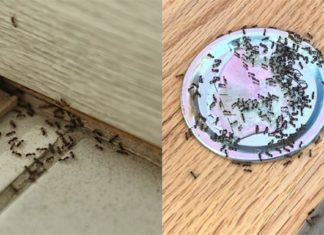 Μυρμήγκια τέλος: Η σπιτική συνταγή με μόνο 2 υλικά που θα τα εξαφανίσει