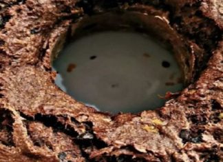 Λαχταριστό νηστίσιμο κέικ με κακάο!