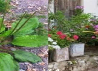 Γιατρεύει τα πάντα, φυτρώνει σε κάθε κήπο: Το θαυματουργό «φυτό» της γιαγιάς και οι άγνωστες φαρμακευτικές ιδιότητες