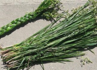 Θαυματουργό: Το φυτό που απομακρύνει τα κουνούπια από το σπίτι σου – Μεγάλη προσοχή στις αλλεργίες