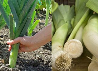 Το αντιοξειδωτικό λαχανικό με αντιδιαβητική, αντικαρκινική και αντιφλεγμονώδη δράση – Κάποιοι ωστόσο, δεν πρέπει να το τρώνε