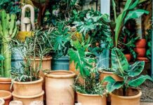 Βοηθά μέχρι και στους πόνους στο στομάχι – Το θαυματουργό φυτό γνωστό για τις μυοχαλαρωτικές του ιδιότητες