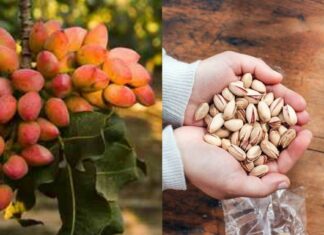 Το ΠΟΠ Κελυφωτό Φιστίκι Μεγάρων Και Δυο Συνταγές Που Το Αναδεικνύουν