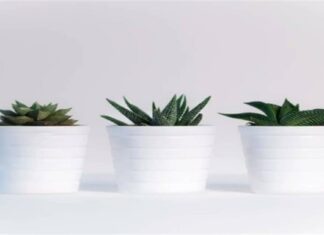 «Θαύμα» για την υγεία: Αυτό είναι το φυτό με θεραπευτικές ιδιότητες και ιστορία πάνω από 2.000 χρόνια!