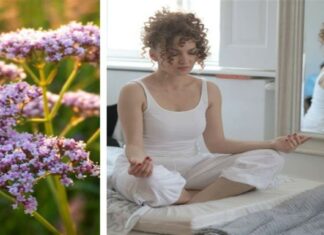 Βάζει αυτό το φυτό στο σπίτι και νιώθει πιο ήρεμος από ποτέ – 4+1 αγχολυτικά της φύσης