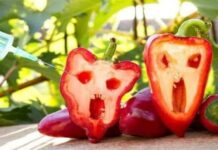 Κίνδυνος θάνατος: Αυτά είναι τα 10 πιο μεταλλαγμένα τρόφιμα