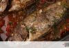 Πεντανόστιμη σφυρίδα πλακί